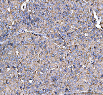 CD13/Anpep Antibody