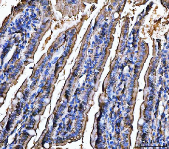 CD13/Anpep Antibody