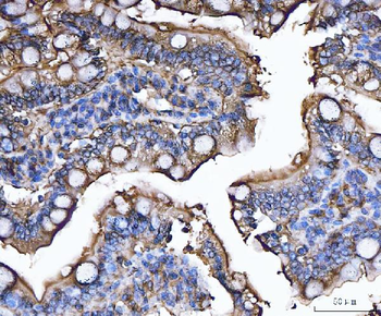 CD13/Anpep Antibody