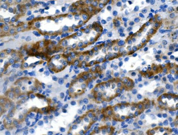 Carbonic Anhydrase 4/CA4 Rabbit Polyclonal Antibody