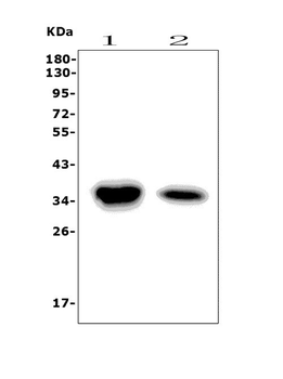 Carbonic Anhydrase 4/CA4 Rabbit Polyclonal Antibody