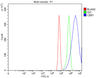 CBR1 Antibody