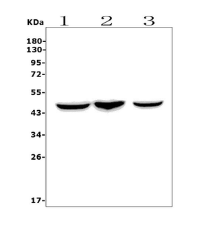 CCR2 Antibody