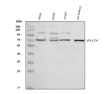 FLCN Antibody