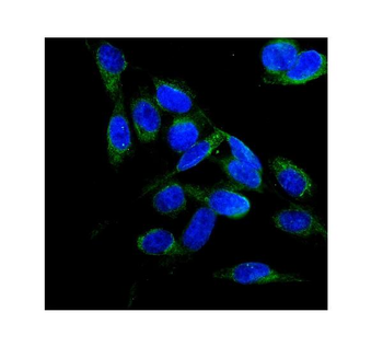 FLCN Antibody