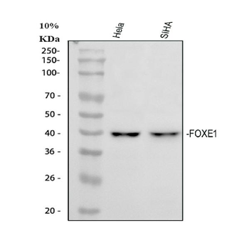 FOXE1 Antibody