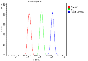 Forkhead box protein I1 FOXI1 Rabbit Polyclonal Antibody