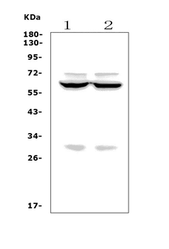 Forkhead box protein I1 FOXI1 Rabbit Polyclonal Antibody