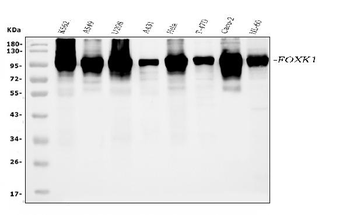 FOXK1/MNF Antibody