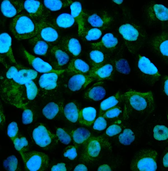 GPNMB/Gpnmb Picoband® Rabbit Polyclonal Antibody