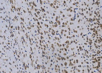 GPNMB/Gpnmb Picoband® Rabbit Polyclonal Antibody