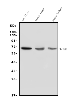 GPNMB/Gpnmb Picoband® Rabbit Polyclonal Antibody