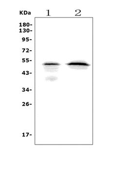 MAFA Rabbit Polyclonal Antibody