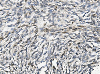XLF/NHEJ1 Picoband® Rabbit Polyclonal Antibody