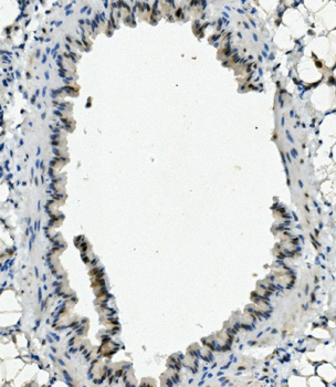 XLF/NHEJ1 Picoband® Rabbit Polyclonal Antibody