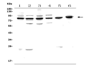 PAF1/PD2 Picoband® Rabbit Polyclonal Antibody