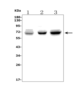 PICALM Rabbit Polyclonal Antibody