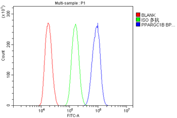 PGC1 beta/PPARGC1B Antibody