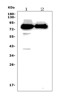 PPM1E Rabbit Polyclonal Antibody