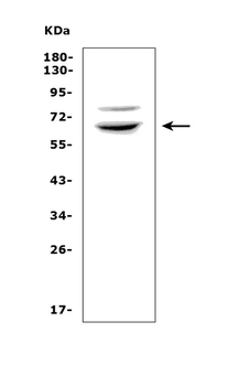 RNF168 Rabbit Polyclonal Antibody