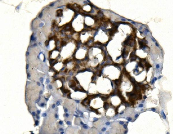 Synaptophysin/SYP Antibody