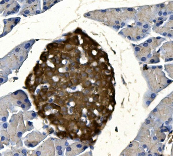 Synaptophysin/SYP Antibody