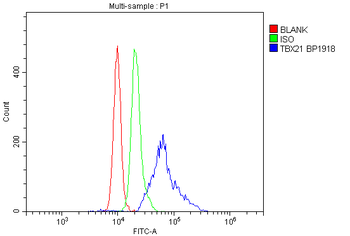 T-bet/Tbx21 Rabbit Polyclonal Antibody