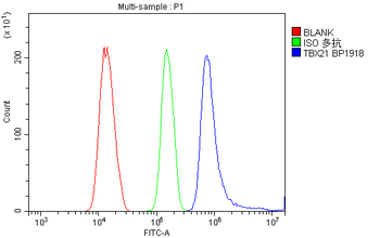 T-bet/Tbx21 Rabbit Polyclonal Antibody