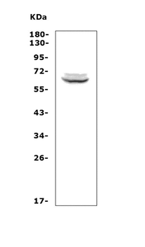 T-bet/Tbx21 Rabbit Polyclonal Antibody
