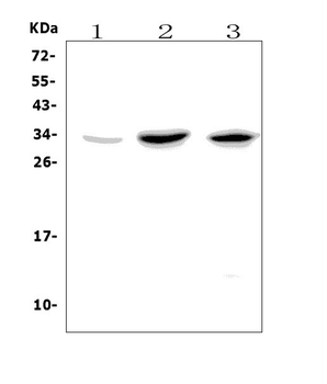 GITR/Tnfrsf18 Picoband® Rabbit Polyclonal Antibody