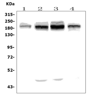 UBR2 Antibody