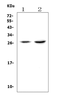 VEGF/Vegfa Picoband® Rabbit Polyclonal Antibody