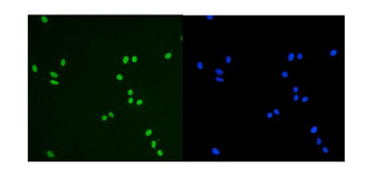 KAP1/TRIM28 Antibody (monoclonal, 3H2)