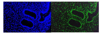 KAP1/TRIM28 Antibody (monoclonal, 3H2)