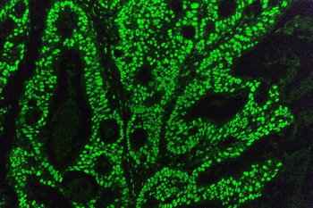KAP1/TRIM28 Antibody (monoclonal, 3H2)
