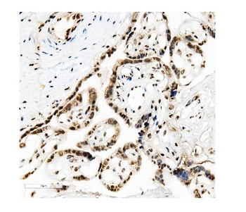 KAP1/TRIM28 Antibody (monoclonal, 3H2)