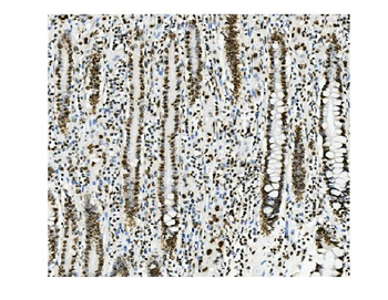 KAP1/TRIM28 Antibody (monoclonal, 9E3)