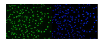 DDX5 Antibody (monoclonal, 3F9)