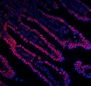 DDX5 Antibody (monoclonal, 3F9)