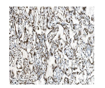 DDX5 Antibody (monoclonal, 3F9)