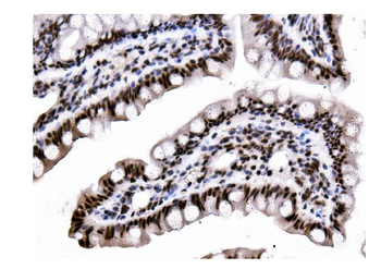 DDX5 Antibody (monoclonal, 3F9)