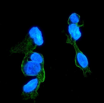 CCR2 Antibody (monoclonal, 8C4)