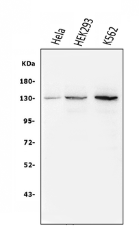 BubR1/BUB1B Mouse Monoclonal Antibody