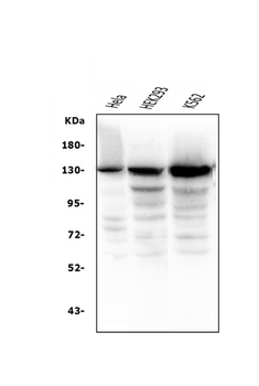 BubR1/BUB1B Mouse Monoclonal Antibody