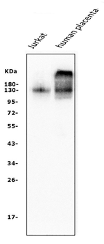 CD31/PECAM1 Antibody (monoclonal, 2D4)