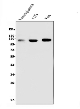 CD146/MCAM Mouse Monoclonal Antibody