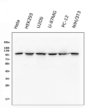alpha 1 Catenin/CTNNA1 Mouse Monoclonal Antibody