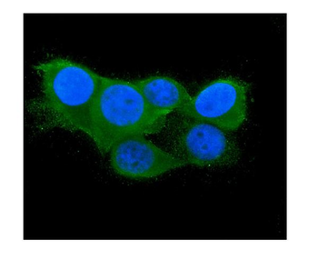 Thioredoxin 2/TXN2 Antibody (monoclonal, 4H3)