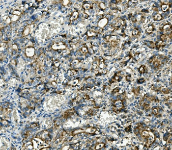 Thioredoxin 2/TXN2 Antibody (monoclonal, 4H3)