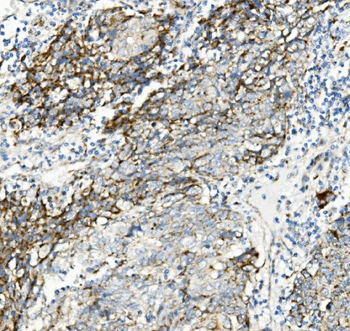 Thioredoxin 2/TXN2 Antibody (monoclonal, 4H3)